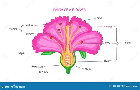 Part of a Flower Biological Diagram, Vector Illustration Drawing with ...
