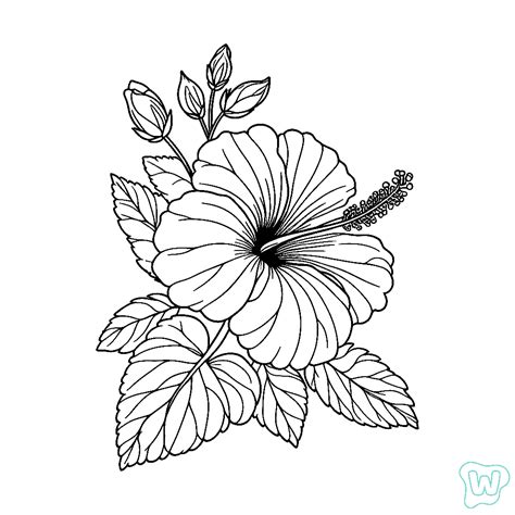 51 Hibiscus Coloring Pages - Printable PDF Pages