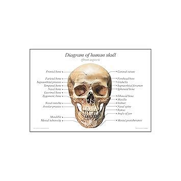 Anne Print Solutions® diagram of human skull posters For Hospital ...