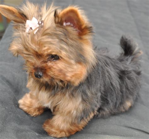 courtashyorkies Tiny T-cup yorkie pup 3 1/2 months... | Yorkie, Cute ...
