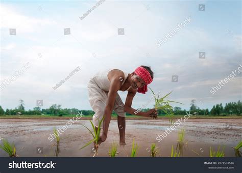 Indian Farmer Planting Rice Paddy Stock Photo 2071531586 | Shutterstock
