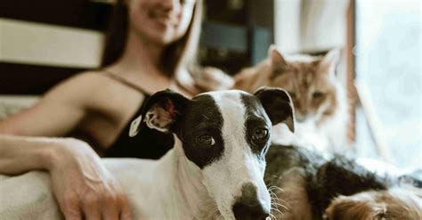 What Tax Deductions Are Available for Pets?