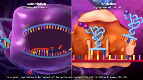 Image result for Reading DNA Animation