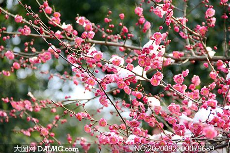 冬天的梅花树图片,冬天图片风景图片_大山谷图库