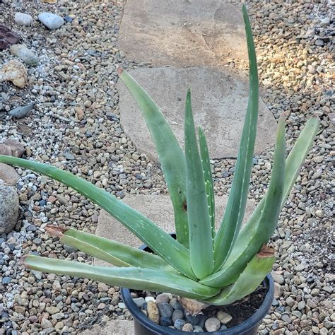 Aloe barbadensis Aloe Vera 'Miller' – DesertScapeSucculent