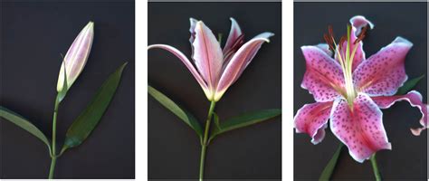 Triptych Flower Study - Art Panels by Hamid Raza | Buy Posters, Frames ...