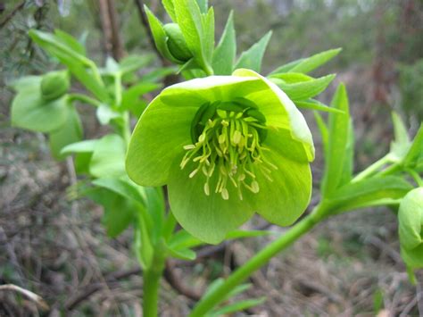Nature Plant 的图像结果