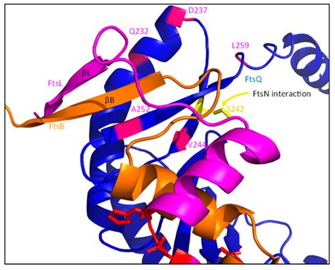 An Updated Model of the Divisome: Regulation of the Septal Peptidoglycan Synthesis Machinery by ...