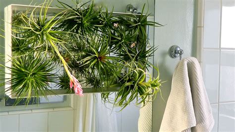 Air Plants Arrangements 的图像结果