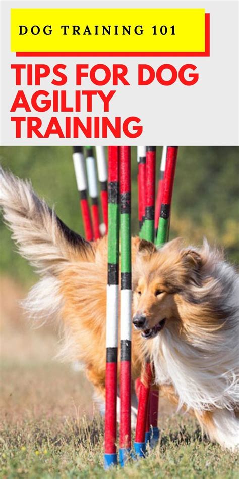 Image result for Agility Training Tips