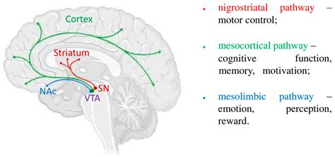 The Neurometabolic Function of the Dopamine–Aminotransferase System