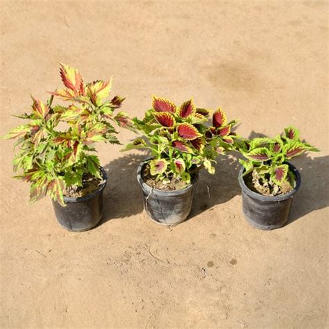 (Set of 3) Colous plant in 4 inch pot – Plantncr