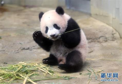 熊猫宝宝太乖了，一看就是个好学生_凤凰网视频_凤凰网