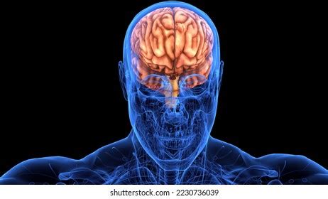 Science Brain 的图像结果