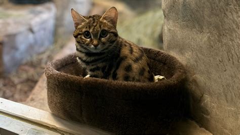 Why are black-footed cats dangerous? Origins of world's most dangerous cat explored amid Utah ...