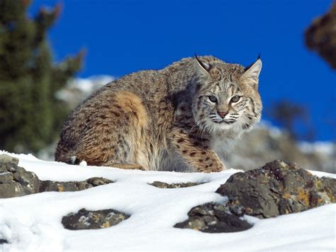 Bobcat