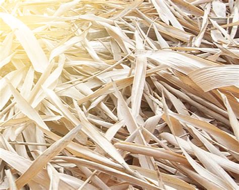 manfaat daun bambu muda