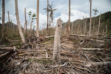 The New Humanitarian | Hurricane-hit Dominica holds fast, for now