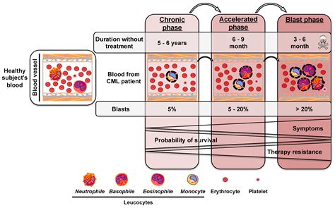 Chronic Myelogenous Leukemia Pathway