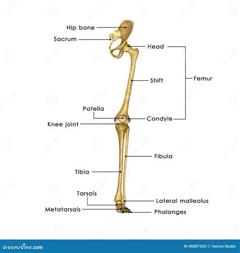 Parts Of A Hip Joint at Arlene Ivey blog