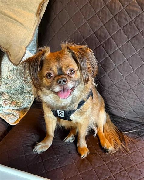 Long-Haired Pug: Myth or Truth? - Everything You Need to Know