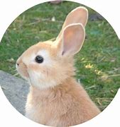 Image result for Rabbit Head Drawing
