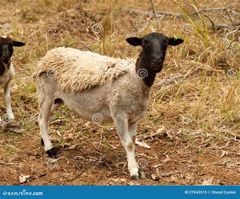 Black Head Dorper Sheep Live Animal Stock Image - Image of rural ...