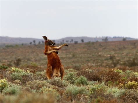 What Type Of Habitat Do Kangaroos Live In Cheap Sale | lightningbikes.com