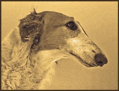 Barsoi Russische Windhunde in Thallwitz | Tiere | Kleinanzeigen