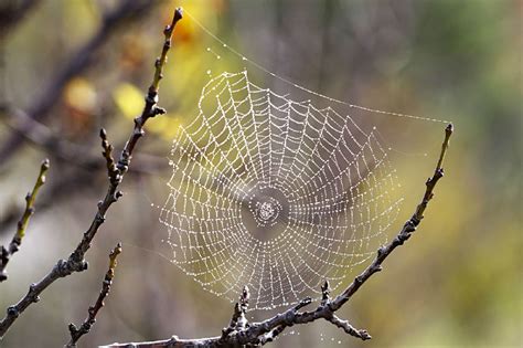 蜘蛛丝应该具有“愈合特性”——科学家揭穿神话的真相（1）_维索卡亚安娜_新浪博客