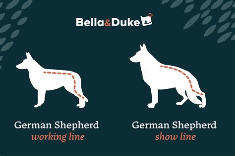 A guide to German Shepherds: characteristics, lifespan, personality and ...