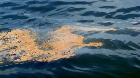 В акватории Черного моря нефтяные пятна не найдены — губернатор | ИА ...