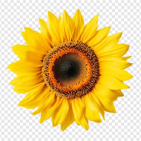 Girassol Imagens – Download Grátis no Freepik