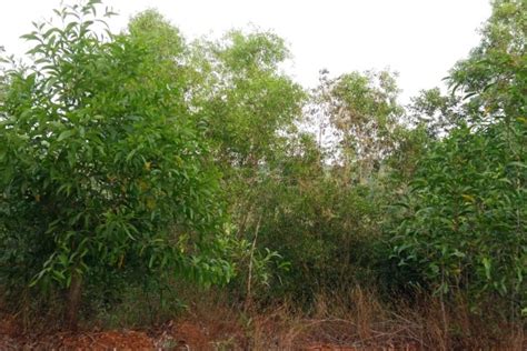 Invasive Plant Species Are Creeping Into Kerala After the Floods - The Wire