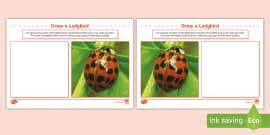 Draw the Ladybird Art Activity (teacher made) - Twinkl