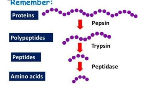 which enzyme helps in the digestion of protein pepsin or trypsin ...