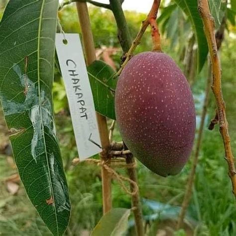 Mango Fruit Tree plant Hybrid Chakapat Japanis Mango Red Color Mango ...
