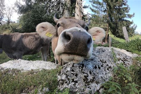 Lucerne Farms Tour and Cheese Tasting - Private Tour 2023 - Viator