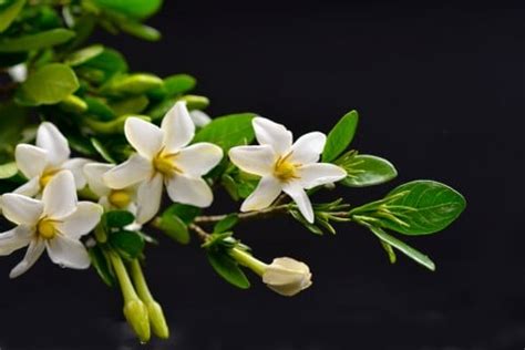 クチナシ に対する画像結果