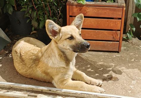 Quira » Kanarenhunde e.V.