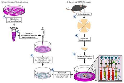 A New Ex Vivo Model Based on Mouse Retinal Explants for the Study of ...