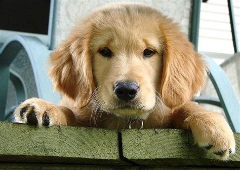 Photos: Dogs show emotions just like us - Rediff Getahead