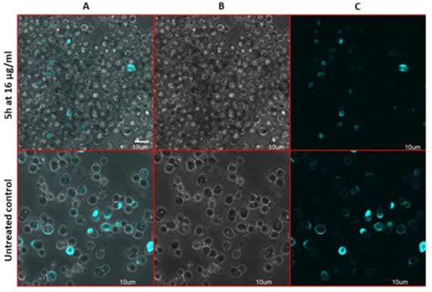 The Antifungal Action Mode of N-Phenacyldibromobenzimidazoles