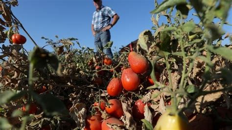 Heatwaves will make entire regions uninhabitable within decades, UN ...
