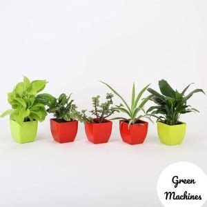 Green Machines Syngonium Plant Price in India - Buy Green Machines ...