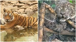 Uttarakhand’s growing man-animal conflicts: Six killed in 19 days as ...