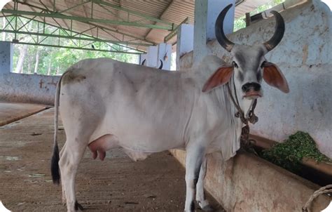 Sakthi Cow Supplier