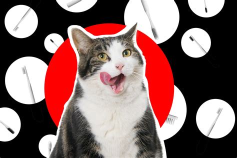 Does Dog Insurance Cover Dental Cleaning at Georgia Challis blog