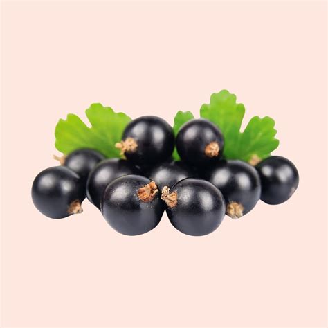 Buy Black Currant Seed Oil Online in India – Bulk Supplier ...