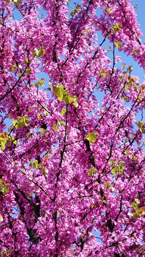 Download wallpaper 938x1668 cercis, flowers, branches, tree iphone 8/7 ...